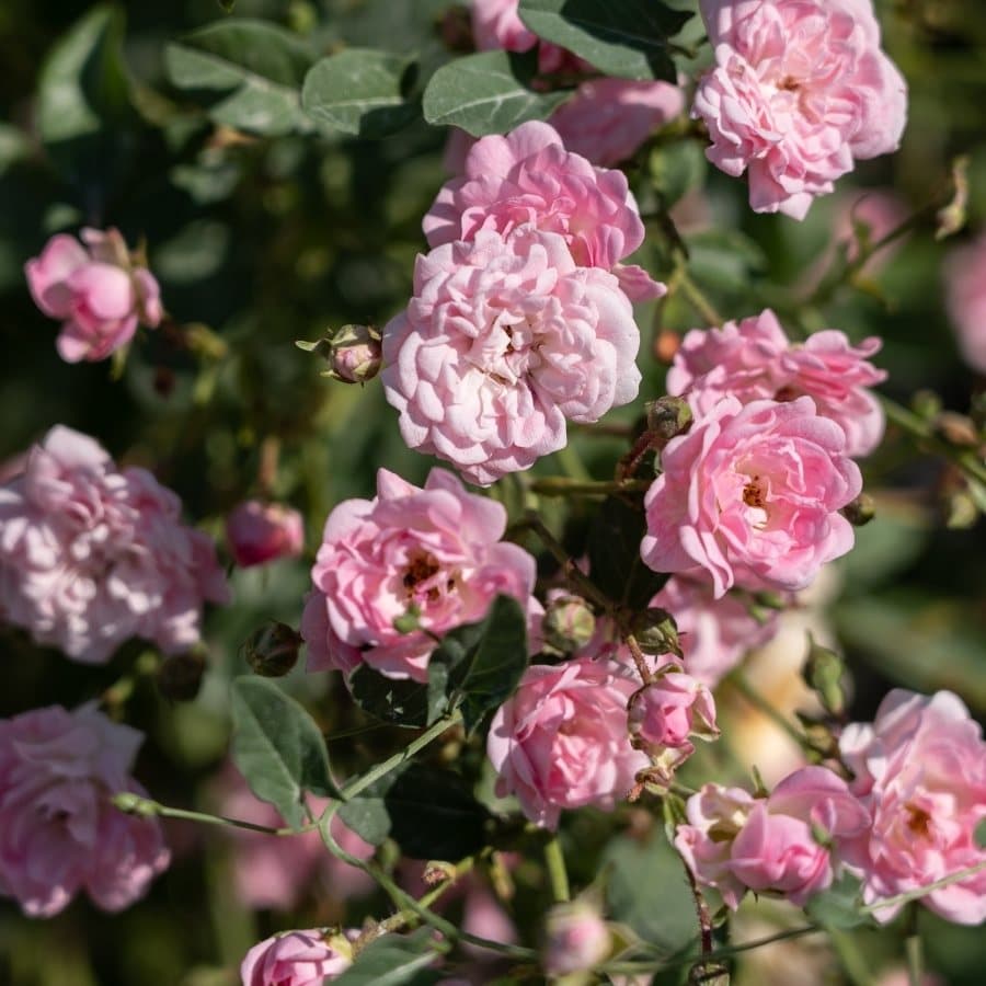 A close detail of pale-pink shrub roses in late-afternoon light, buds and open blooms tangled along the canes.