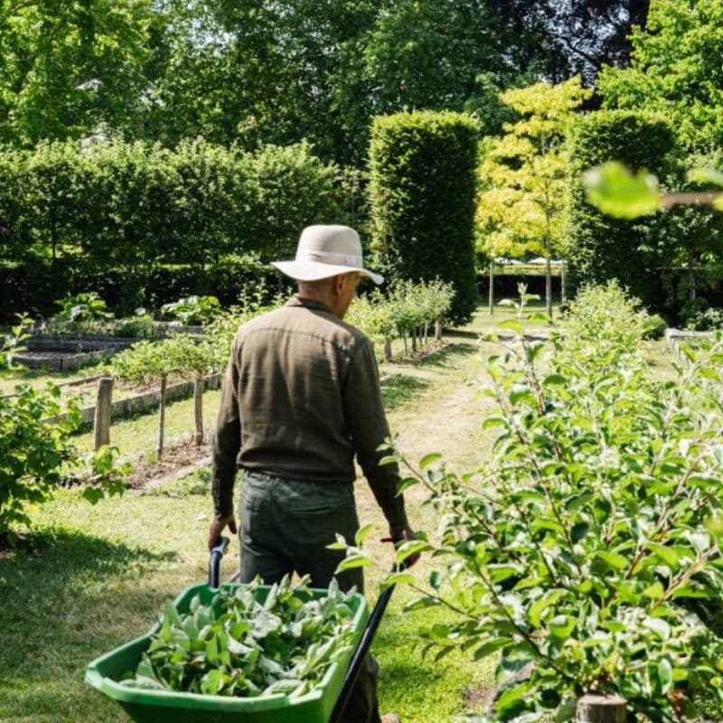 A gardener in a wide hat walking a green wheelbarrow down a lane between hedges and apple trees in midsummer light.