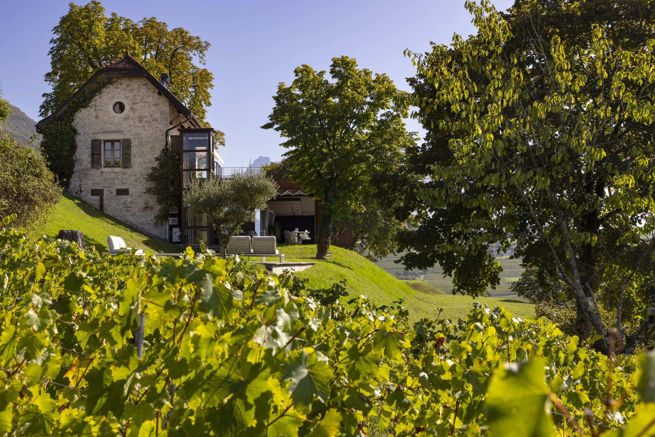 The stone restaurant building seen from the vineyard below — pale Savoyard stone, a single arched window, a dark glazed extension stepping out of the slope, summer vine leaves filling the foreground and a green ridge behind.