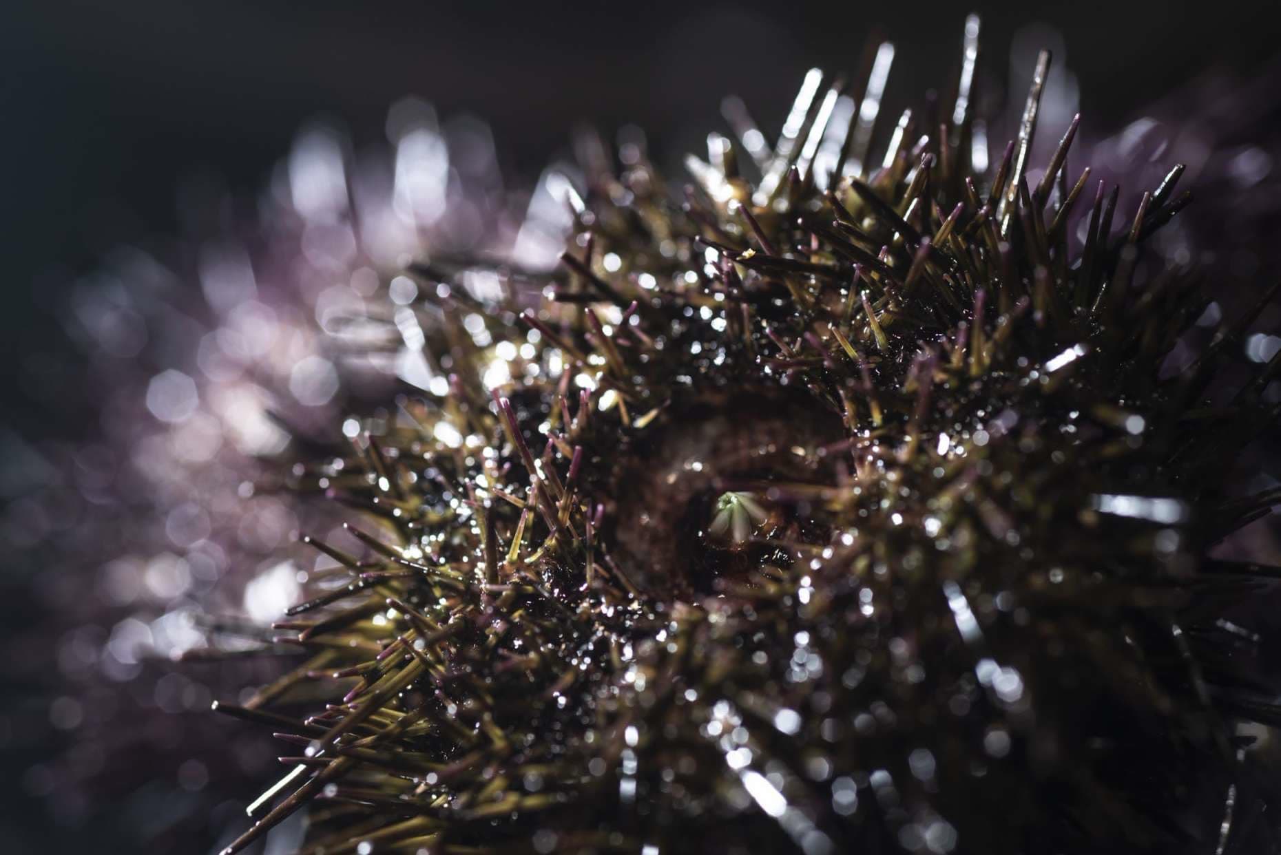 A close view of a wet sea urchin in the half-light of the kitchen, purple and gold spines catching a single highlight.