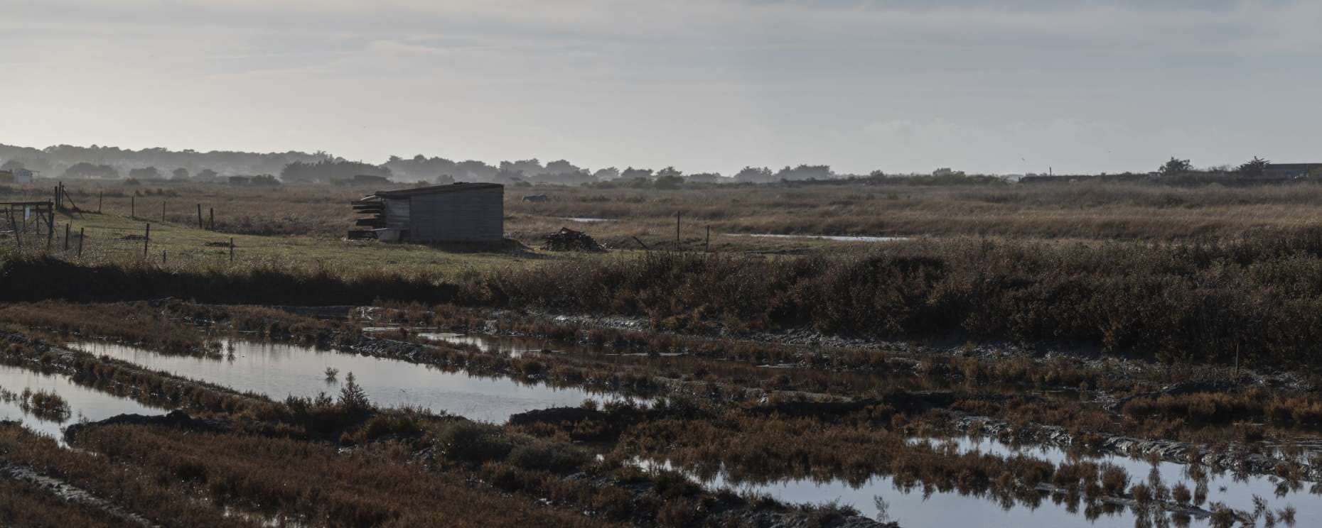 A wooden shed standing alone in the salt marshes behind L'Herbaudière at dawn, low autumn light and reed beds running to the trees.