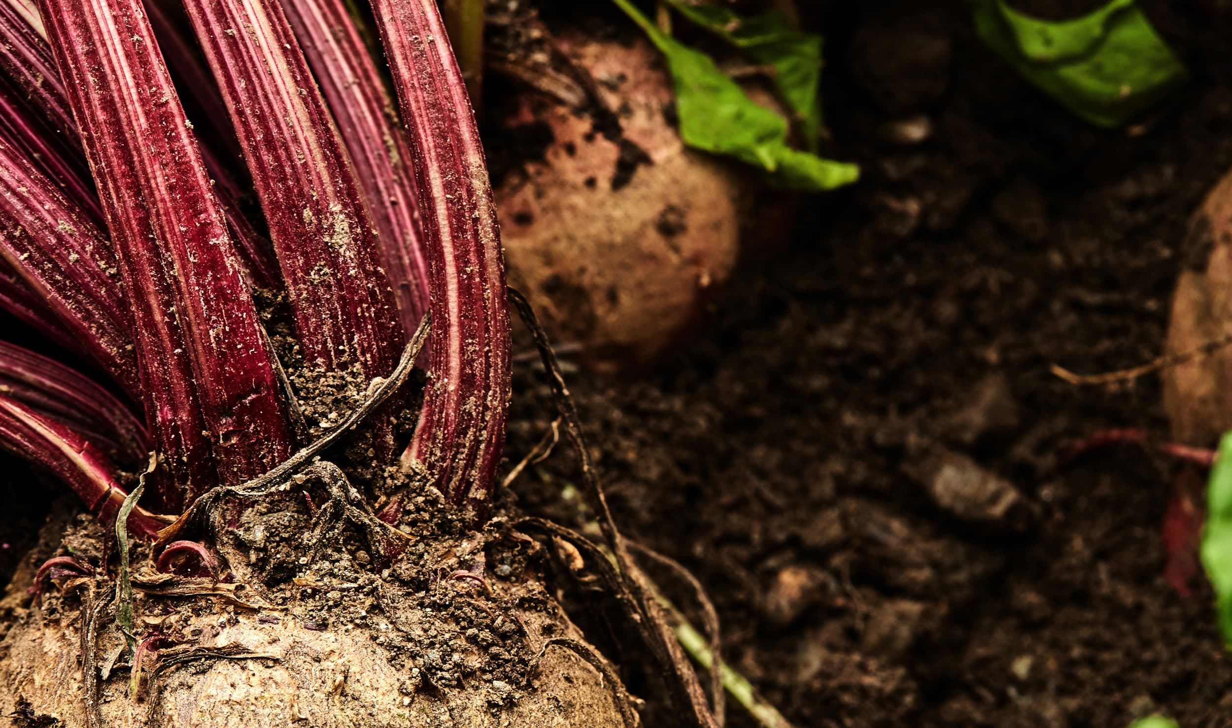 A red-veined chioggia chard pulled from black mountain soil, roots still on it — a small composition from the kitchen's foraging.
