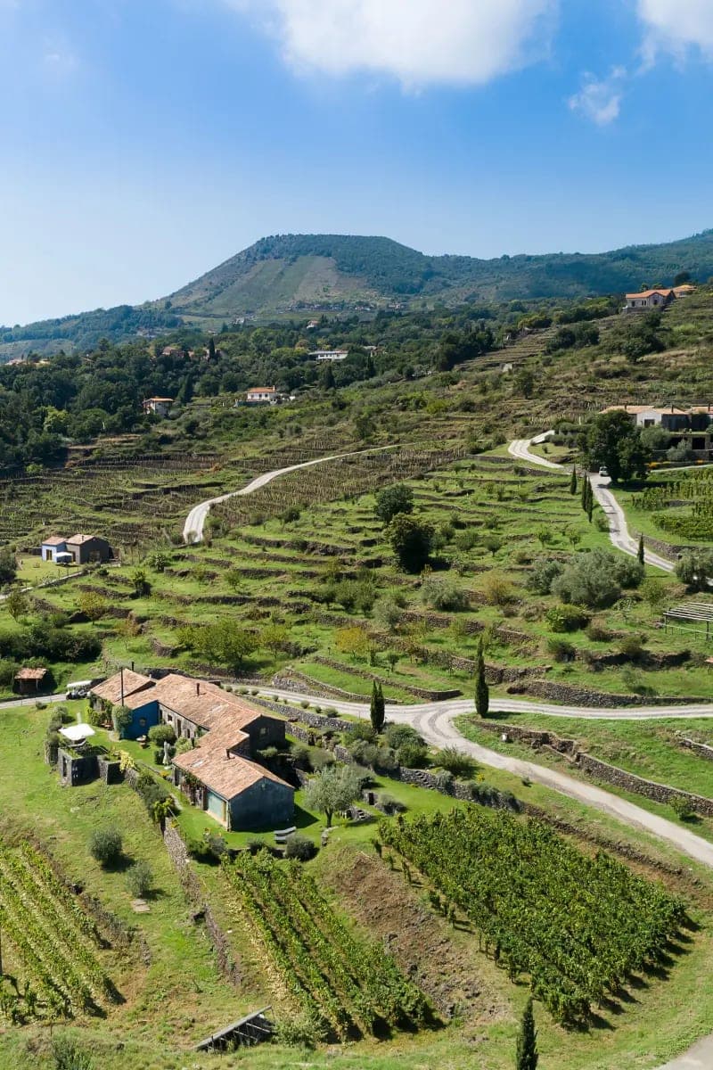 A lava-stone terrace at Monaci delle Terre Nere, vines and citrus held in narrow rows above the volcanic slope.