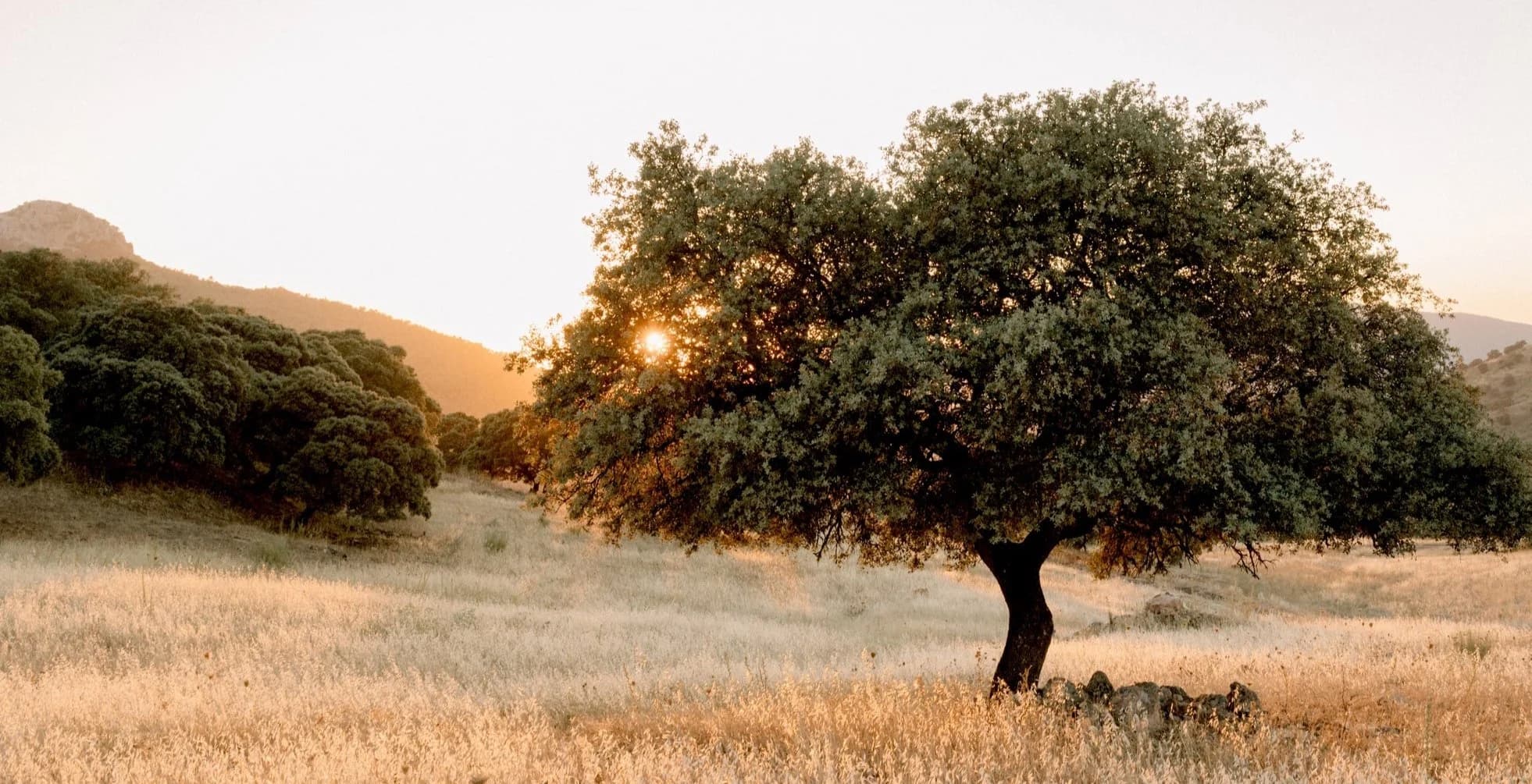 A solitary holm oak in the high pasture above the estate at sunset, the Sierra de Grazalema folded behind it.