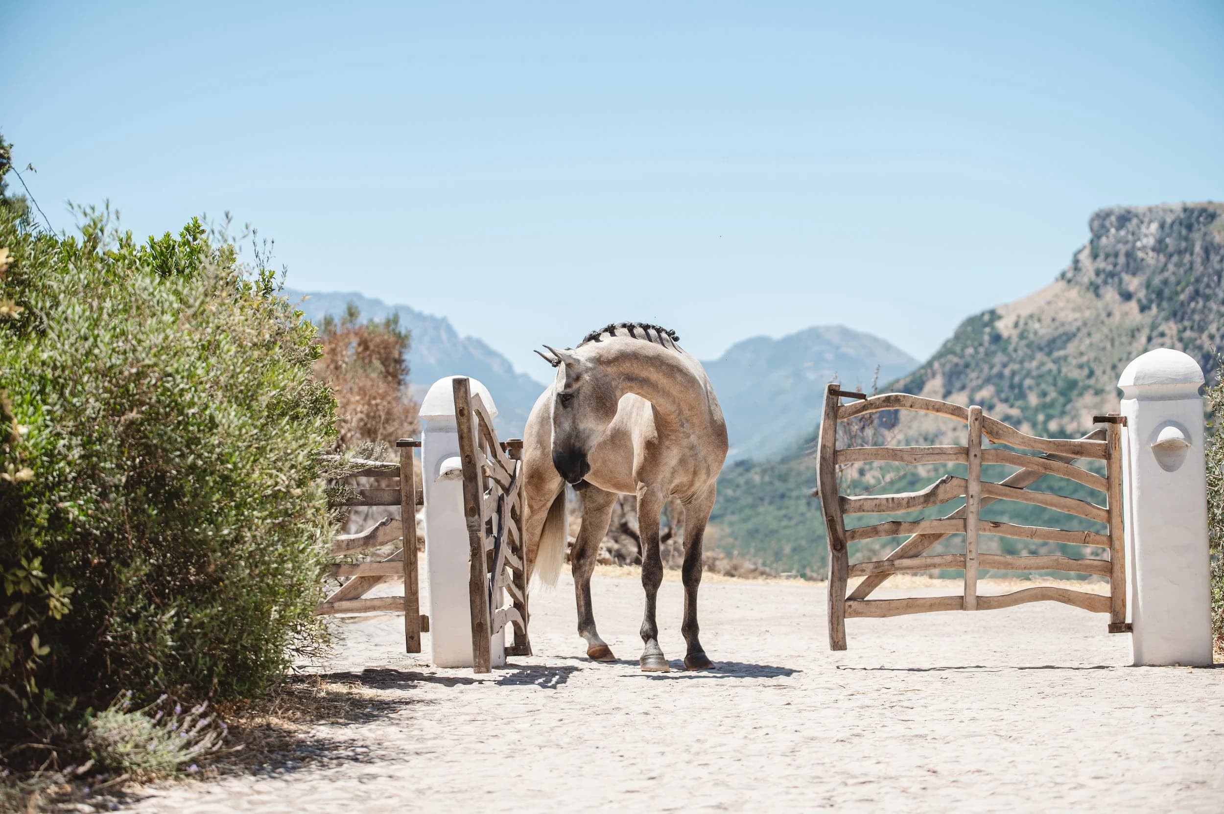 A young Lusitano walking out of the estate gates onto a white track, the Serranía rising in pale silhouette beyond.