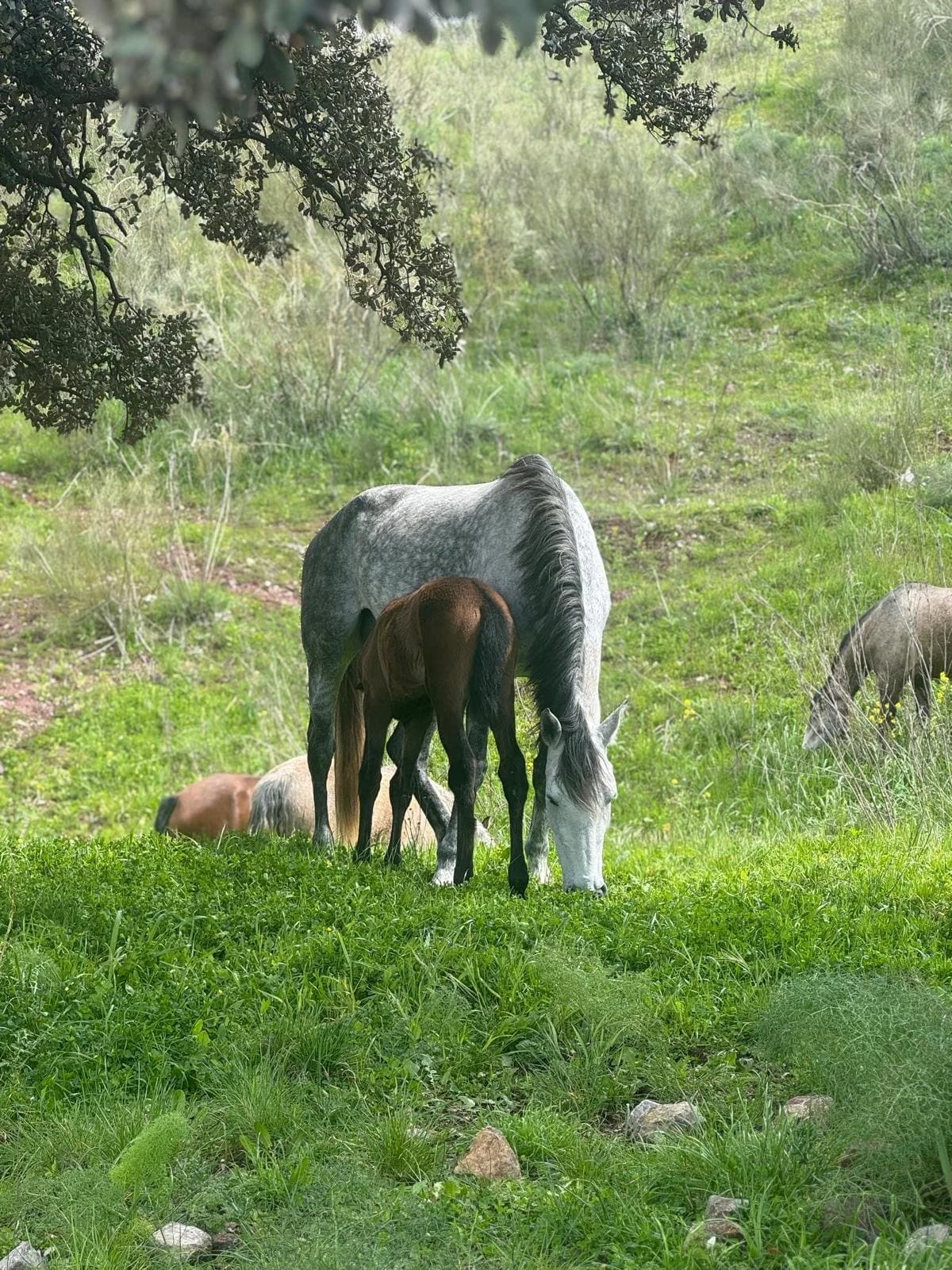 A grey Lusitano mare nursing her chestnut foal in long grass under cork oaks, a second mare grazing behind.