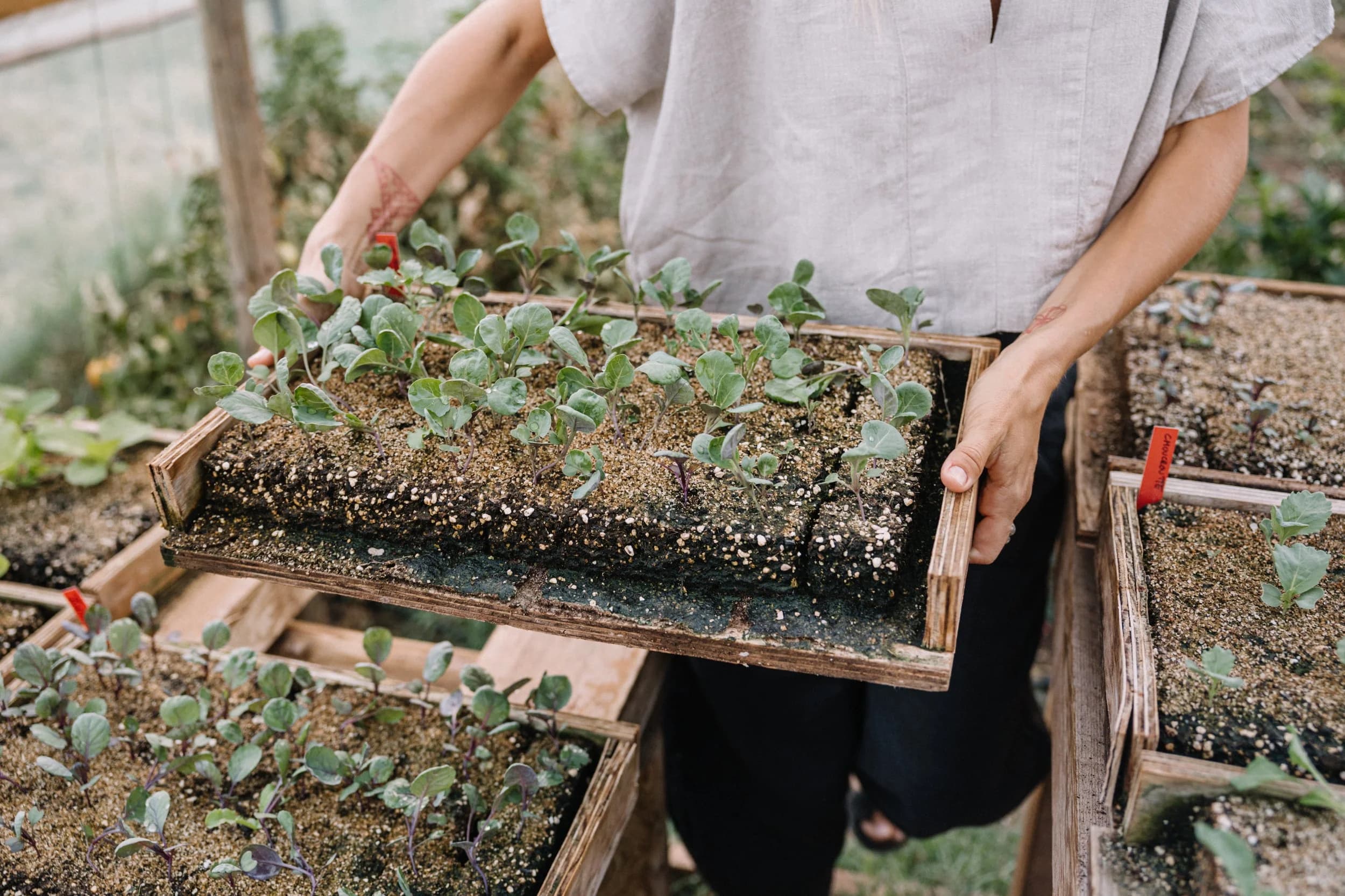 A gardener at La Donaira holding a wooden tray of seedlings inside the biointensive vegetable garden, soil dark on her hands.