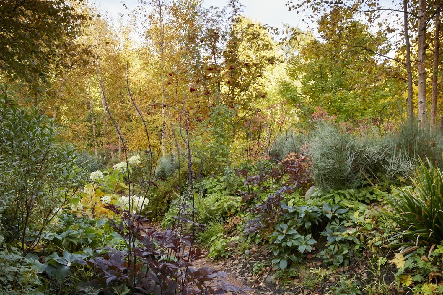 An autumn morning in the hotel garden, dahlias and grasses going to seed beneath silver birch.