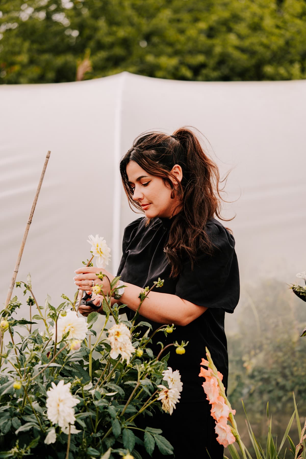 A member of the Pine team in black cutting cream and apricot dahlias from a row in the kitchen garden, hair tied back, secateurs in hand against a soft white polytunnel wall.