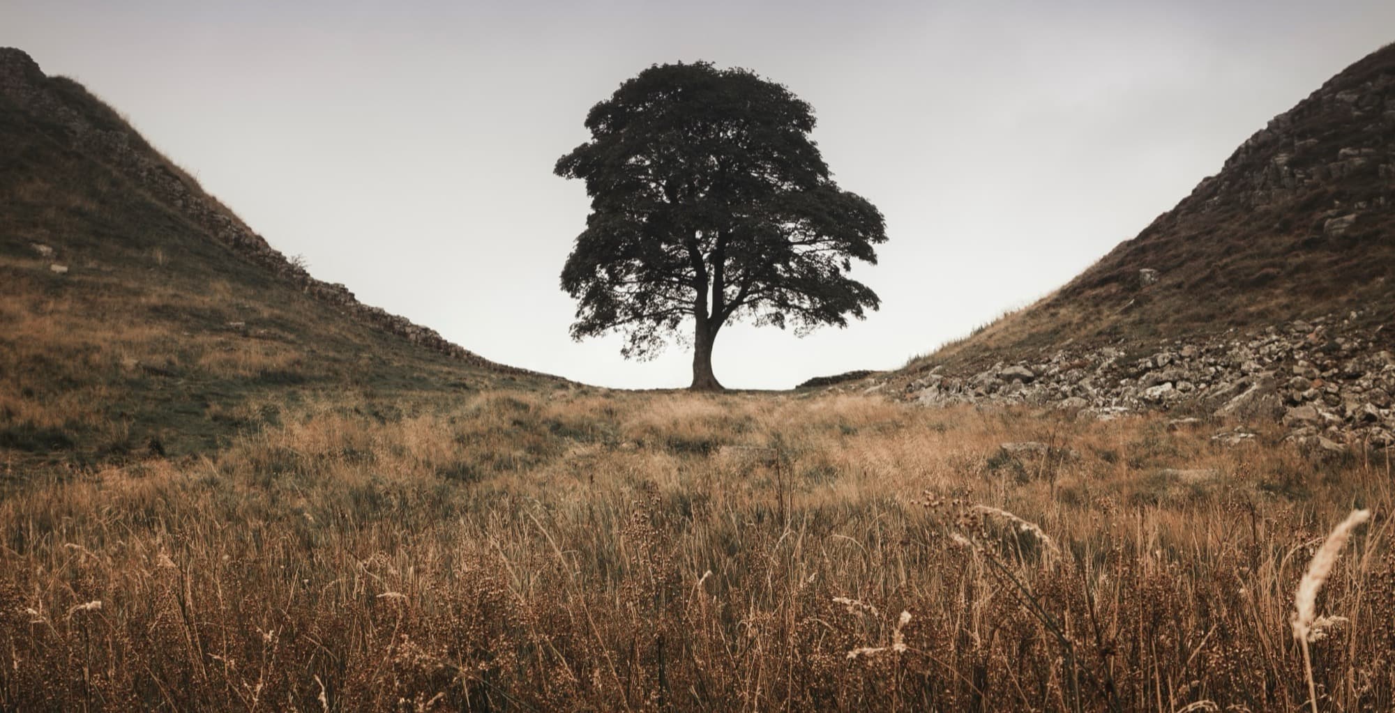 A wide Northumberland landscape — Sycamore Gap in the dip of two grass-covered hills, the line of Hadrian's Wall running through the saddle, dry tawny grass in the foreground under a pale grey sky.