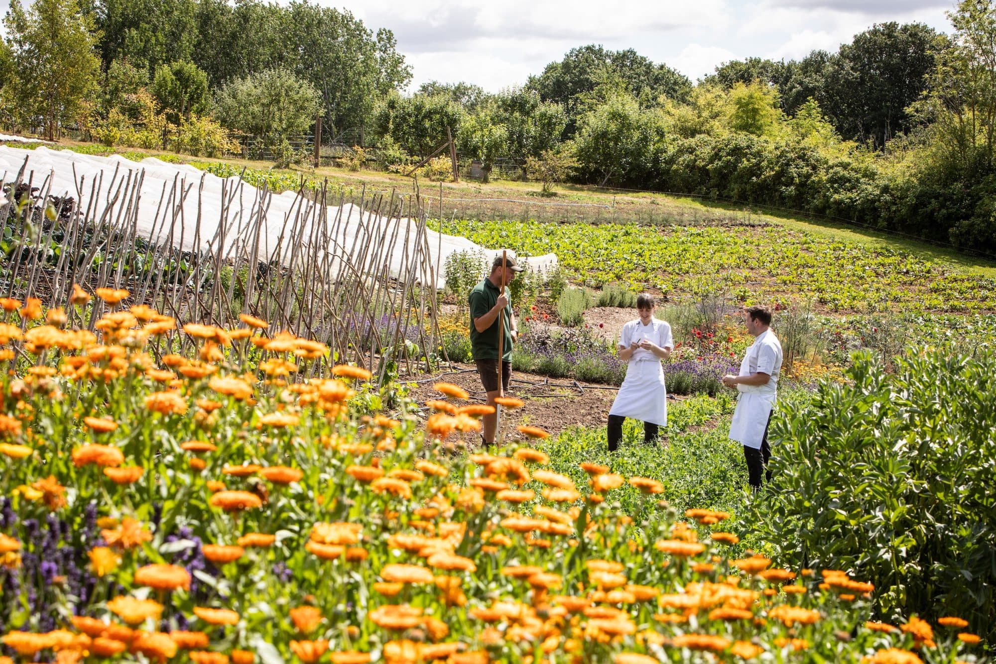 Three figures in white aprons standing among the rows of the kitchen garden — a sea of orange calendula in the foreground, a polytunnel and a fringe of beech wood behind, summer light high overhead.