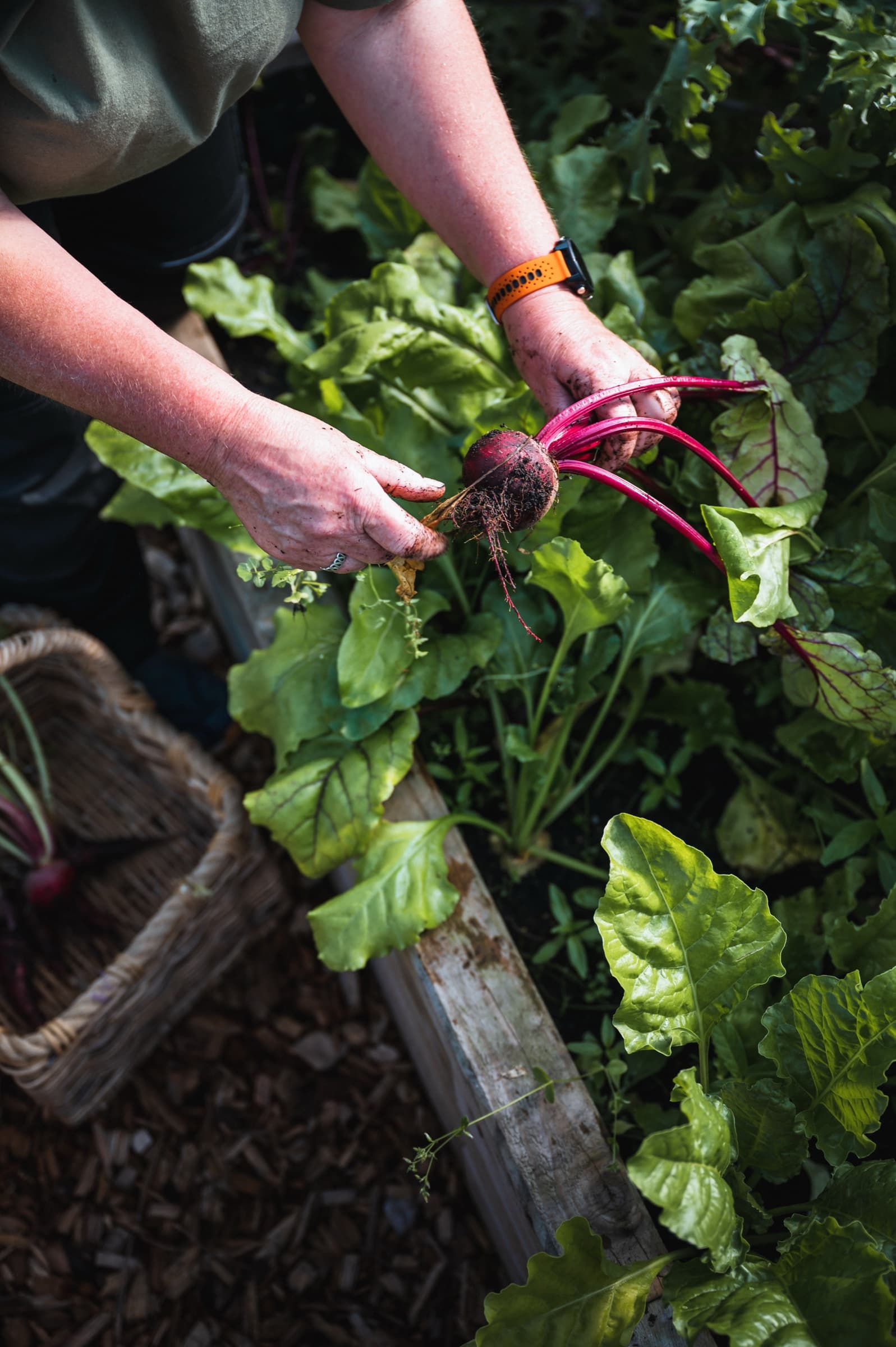 Two hands lifting a beetroot, leaves and all, from a raised bed in the kitchen garden, a wicker basket of just-pulled vegetables on the path below.