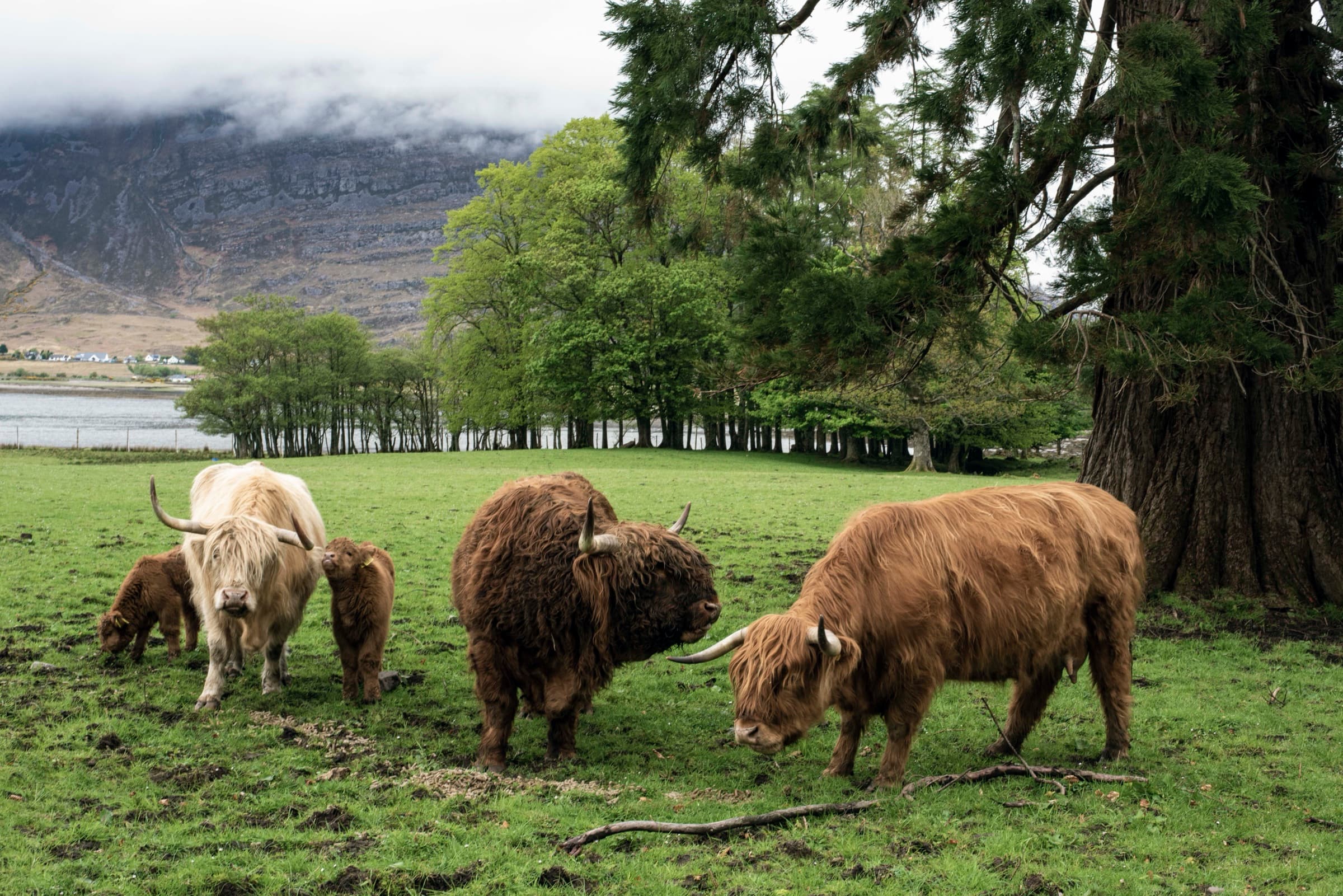 A small herd of Highland cattle grazing under tall spruces, the loch and a cloud-wrapped Liathach beyond.