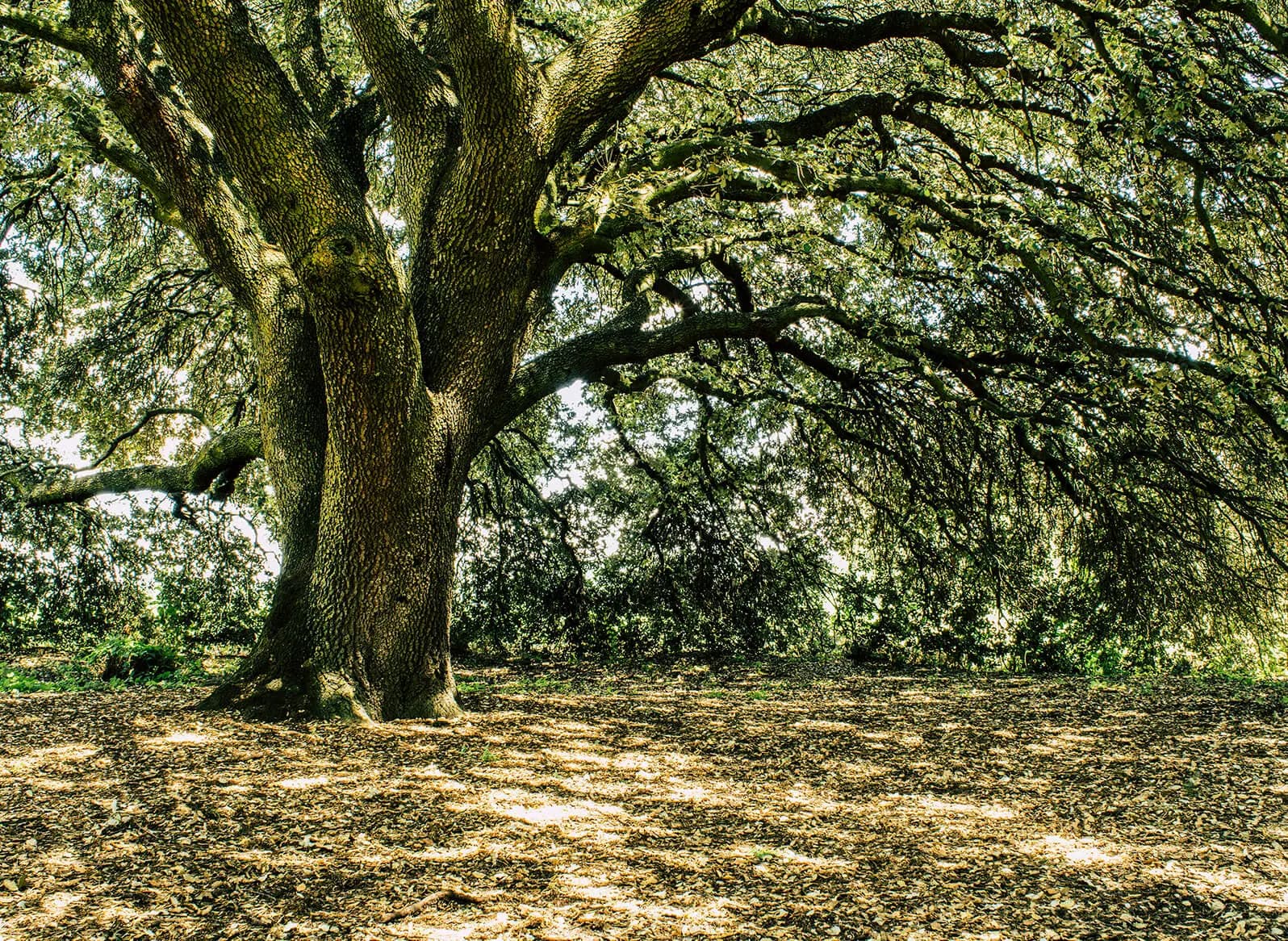 A great holm oak on the estate, its canopy spread wide over the dappled ground beneath.