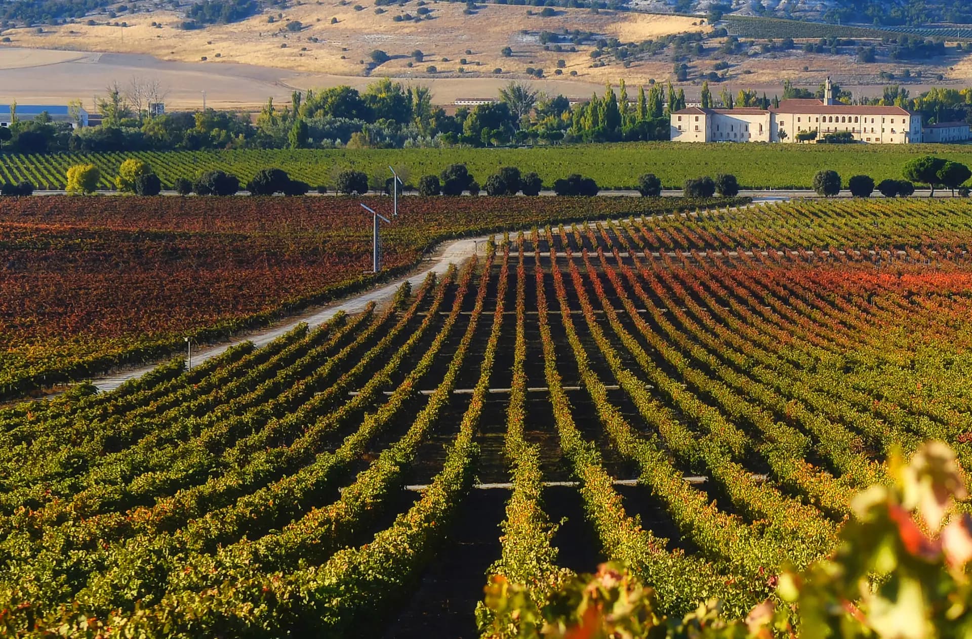 The Abadía Retuerta vineyards in autumn, long rows of vines turning red and gold, the abbey beyond on the hill.