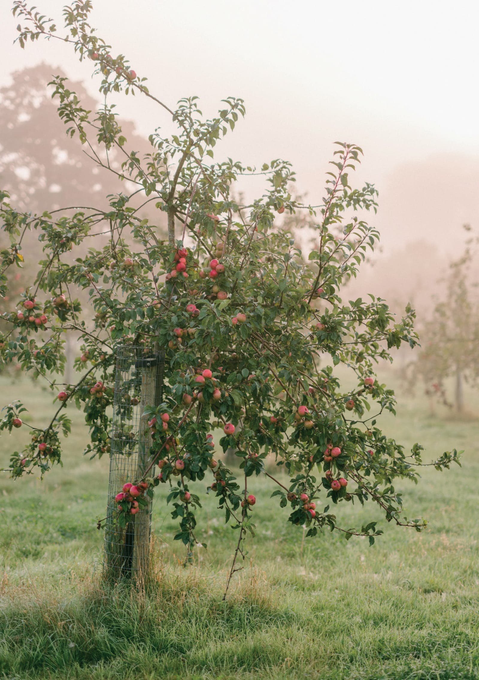A young apple tree heavy with red cyder fruit at dawn, the orchard fading into mist behind it.