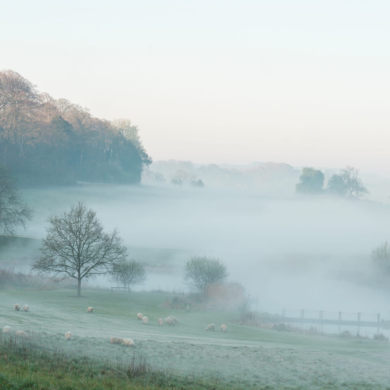 A misty Somerset valley at dawn, sheep grazing in the foreground and trees fading into the fog.
